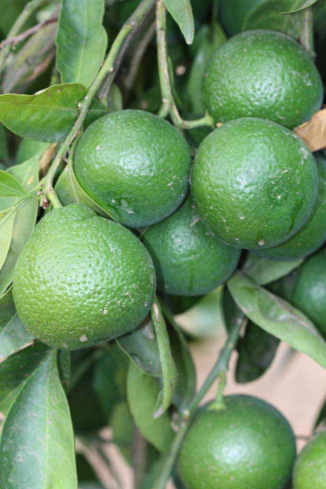            Immature fruit (Riverside, CA)   